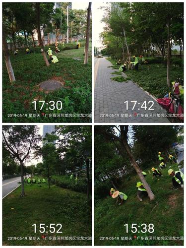 绿意盎然，匠心守护——宏浩园林公司绿化养护工作纪实